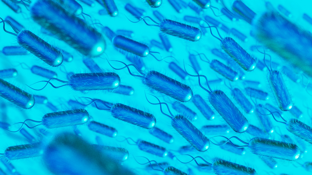 Helicobacter Pylori Bacteria